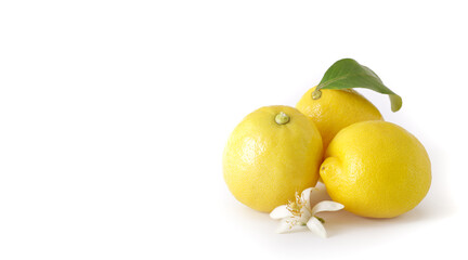 Tre limoni gialli con un fiore su sfondo bianco