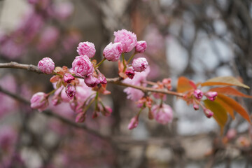 pink blossom