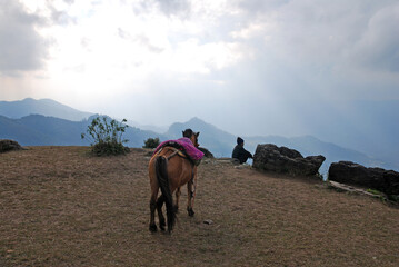 Horse eat grass on the mountain with cloud blue sky. - nature animal image from Chiang rai thailand 