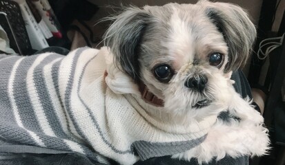 pretty dogs,Lovely,シーズー,Shih-tzu,西施犬(Sitting on owner`s legs and gazing)