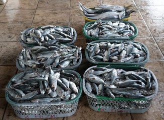 Fresh sea fish caught by fishermen are traded in the fish market.