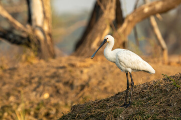 Eurasian spoonbill or common spoonbill closeup in golden hour light at keoladeo national park or bharatpur bird sanctuary rajasthan india - Platalea leucorodia