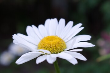 daisy flower