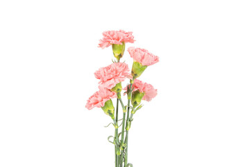Naklejka na ściany i meble Pink carnation mother's day blessing flowers on white background