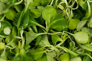 Obraz premium mache lettuce green salad