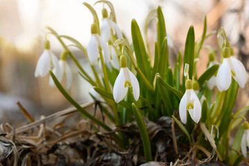 Snowdrop flowers, soft focus, perfect for postcard