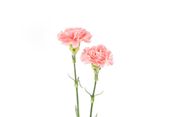 Pink carnation mother's day blessing flowers on white background