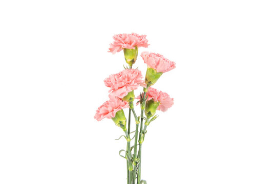 Pink carnation mother's day blessing flowers on white background