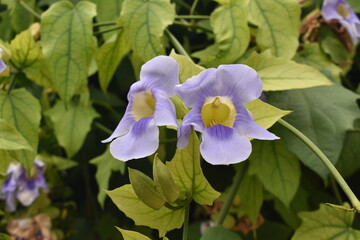 purple iris flower