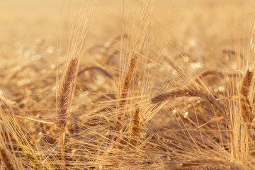ears of yellow wheat field