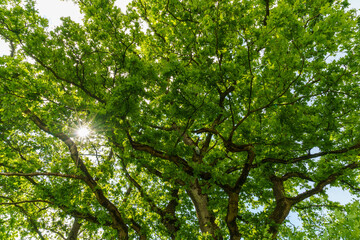 Fototapeta premium Baum Sonnenstern