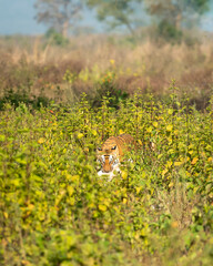 wild royal bengal tiger with spotted deer kill in his mouth or jaws with eye contact in natural...