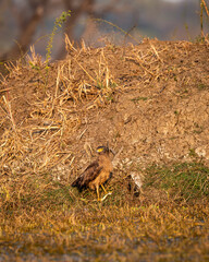 crested serpent eagle or spilornis cheela in action ground perched with snake kill in his claws at keoladeo national park or bharatpur bird sanctuary rajasthan india