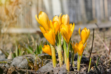 Yellow crocuses , soft focus, perfect for postcard