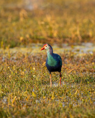 Western swamphen or Purple Moorhen or Porphyrio porphyrio head on portrait in wetland of keoladeo national park or bharatpur bird sanctuary rajasthan india