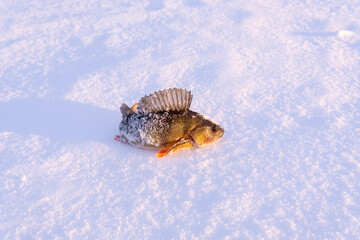 winter ice fishing, perch fishermans catch on ice. copy space