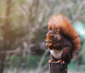 Squirrel on a post eating nuts. Side shot of a small squirrel