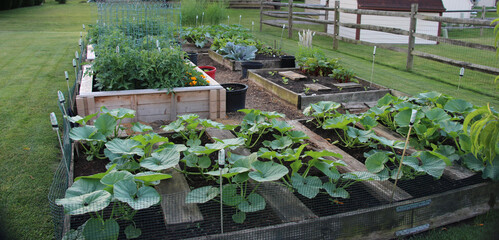 A backyard raised vegetable garden starts to take shape in early June.