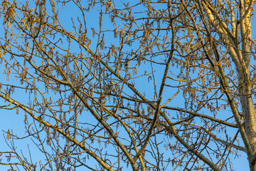 Birch in spring has visit from a parus major bird and a blue sky. For many allergy sufferers, the flowers are a major burden 