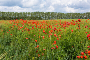 Summer Poppy Flower Field In Germany