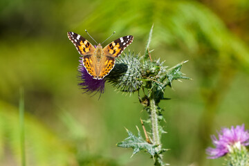 Schmetterling