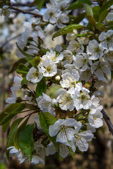 Cherry blossoms in spring. White cherry flowers in a spring garden. Spring orchard. 