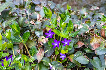 Vinca minor Atropurpurea in the forest blooming in spring