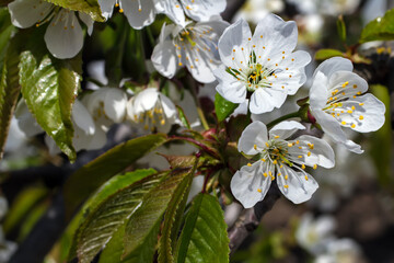 Blooming cherry close-up. Cherry flowers in the spring garden. Young cherry leaves in the foreground. 