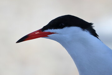 common tern detail - 431156064
