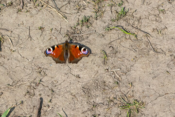aglais io peacock butterfly basks on the floor 
