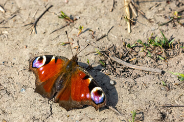 aglais io peacock butterfly basks on the floor 