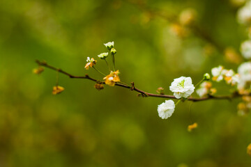 White flowers on the branch, macro of the flower