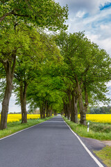 Tree Alley In North Germany
