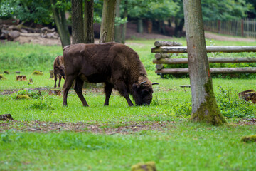 Bison