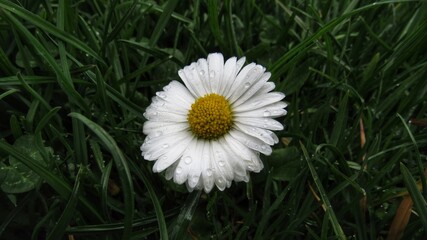 Green grass and chamomiles in the nature. you can use this as a background for writing text in a presentation, banner, advertising, social network