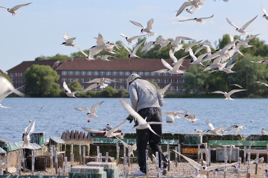 bird research