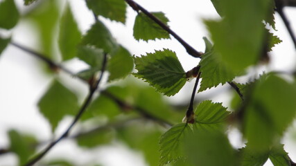 close up of green leaves