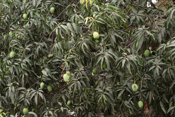 MANGO TREE WITH MANGOES IN FARMS 