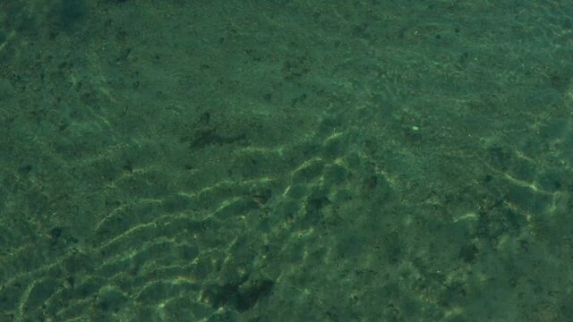 Wild ducks swim on the river with clear water, the footage was shot on a quadrocopter