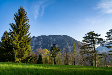 Fototapeta na wymiar A tranquil scene of a green meadow with trees and a mountain in the background. Natural Parkland landscape in Spring on a beautiful morning 