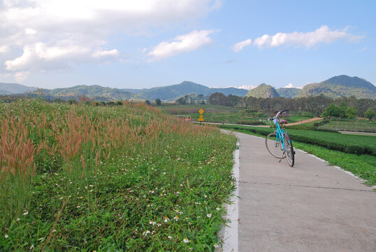 Nature scene of Pastel blue bicycle is parking on the parks with flower grass on the way at singha parks , chiang rai , thailand - sport activity outdoor in the park