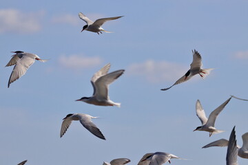 common tern flock - 431157200