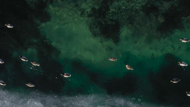 Wild ducks swim on the river with clear water, the footage was shot on a quadrocopter
