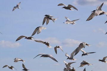 common tern flock - 431157449