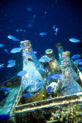 Bottles Recovered from a Japanese Shipwreck at Truk Lagoon, Chuuk, Micronesia, During a Wreck Dive