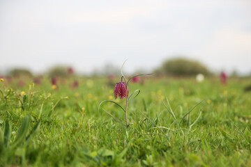 Snake's head fritillary (Fritillaria meleagris) close-up view growing in field
