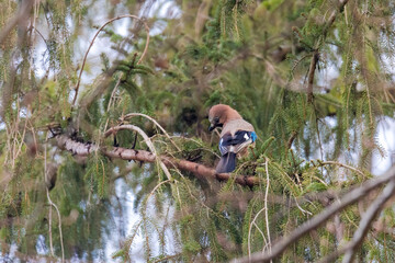 A jay sits on the branch of a spruce in the forest