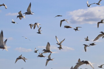 common tern flock - 431157624