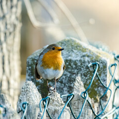 Robin the bird of the year 2021 on a branch