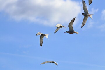 common tern flock - 431157850